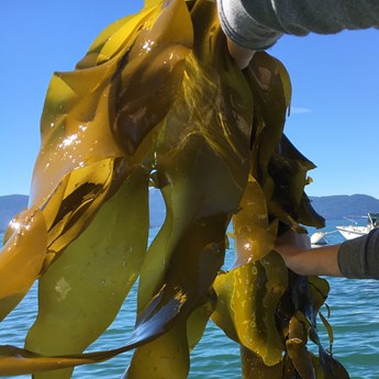 Bull Kelp Monitoring