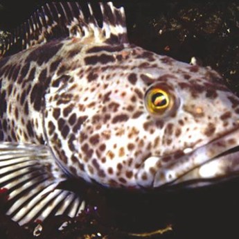 Lingcod