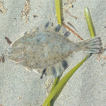 Flounder and Sole