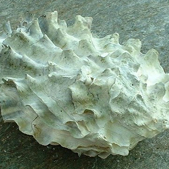 Pacific Oyster