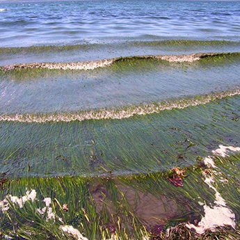 Eelgrass